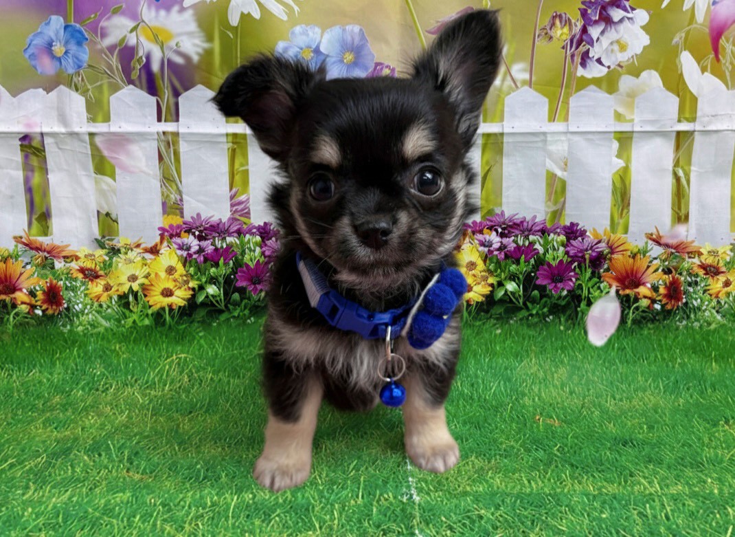 チワワ（ロングコート）