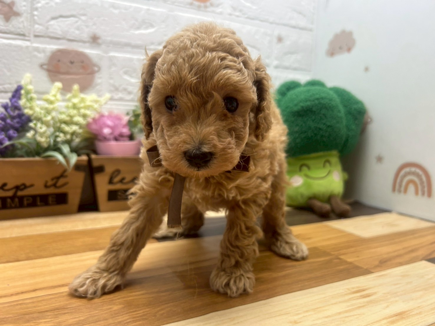 トイ・プードル