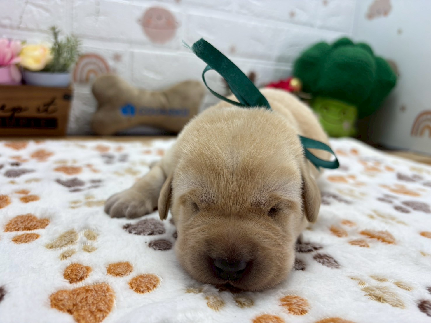 赤ちゃん写真1-1