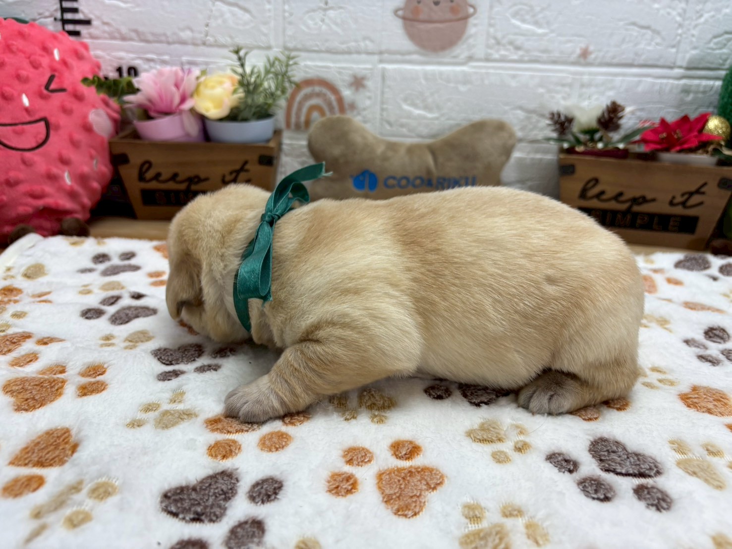 赤ちゃん写真1-2