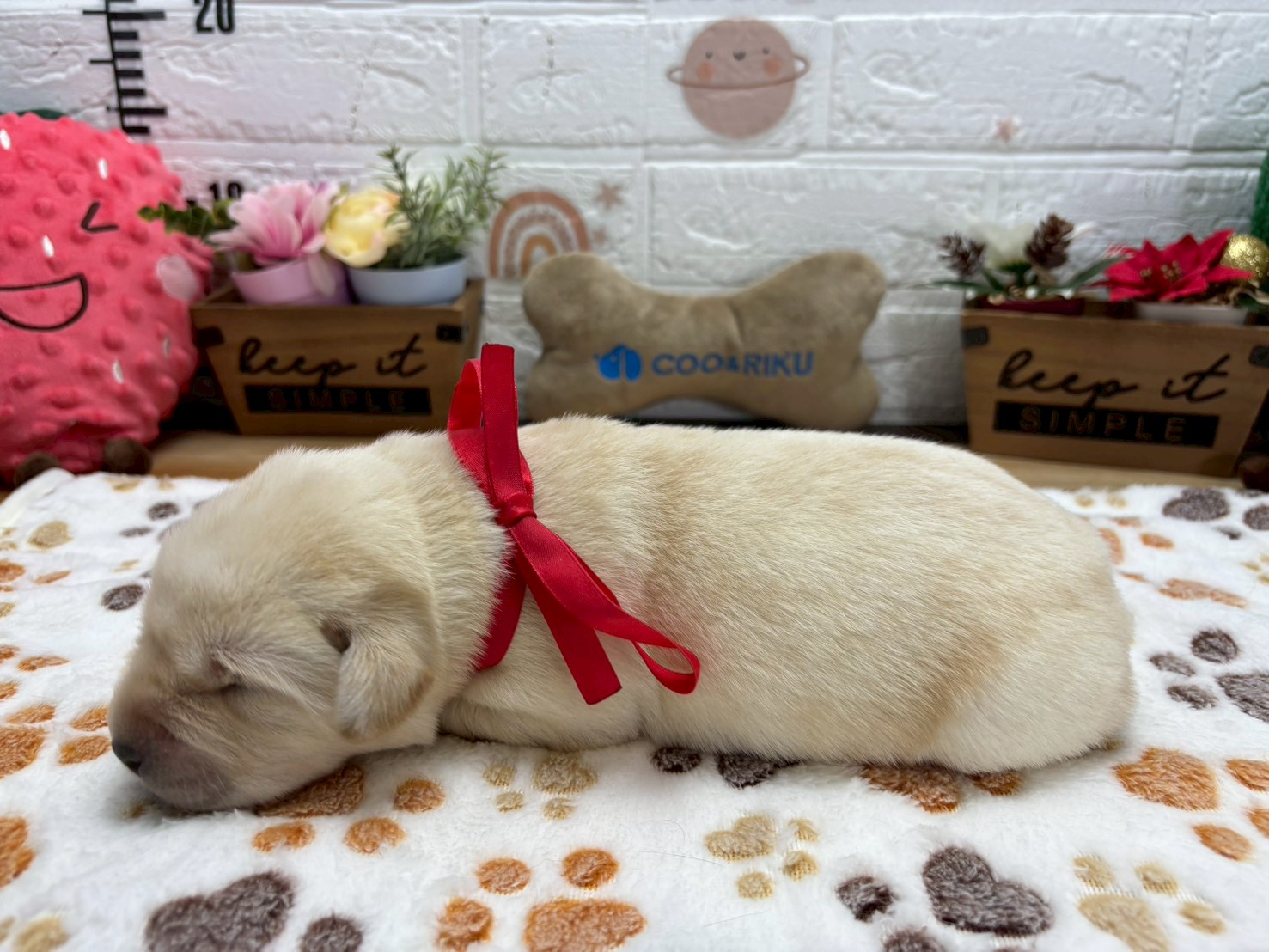 赤ちゃん写真1-2