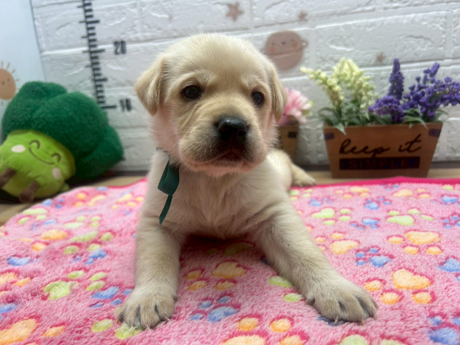 赤ちゃん写真2-1