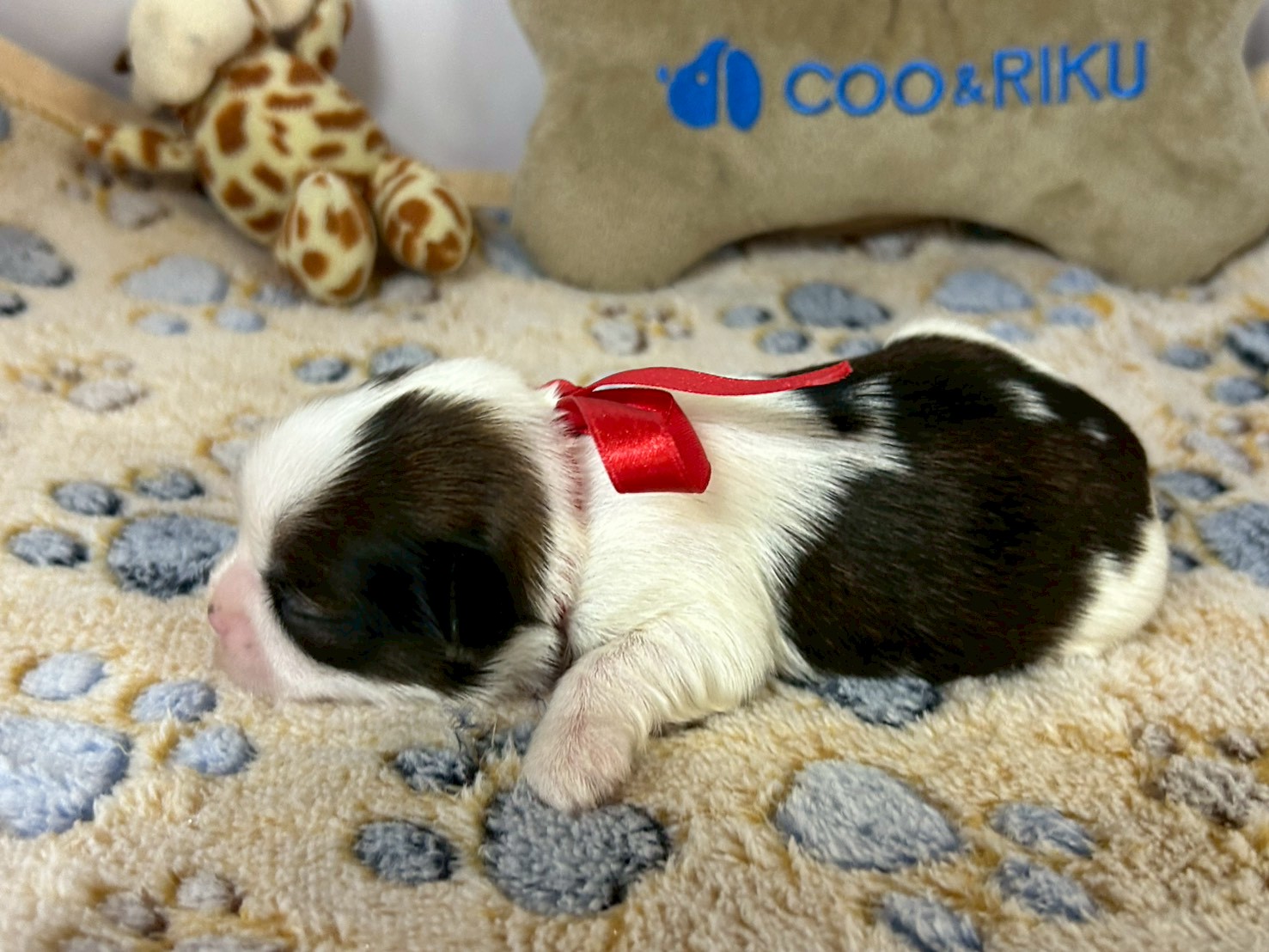 赤ちゃん写真1-2