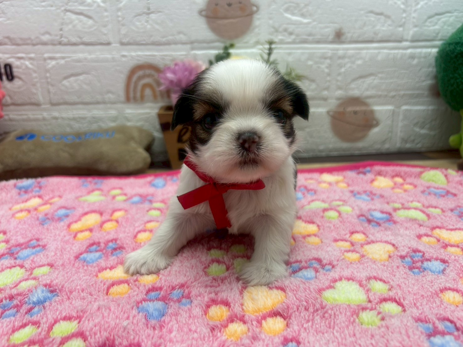 赤ちゃん写真2-1