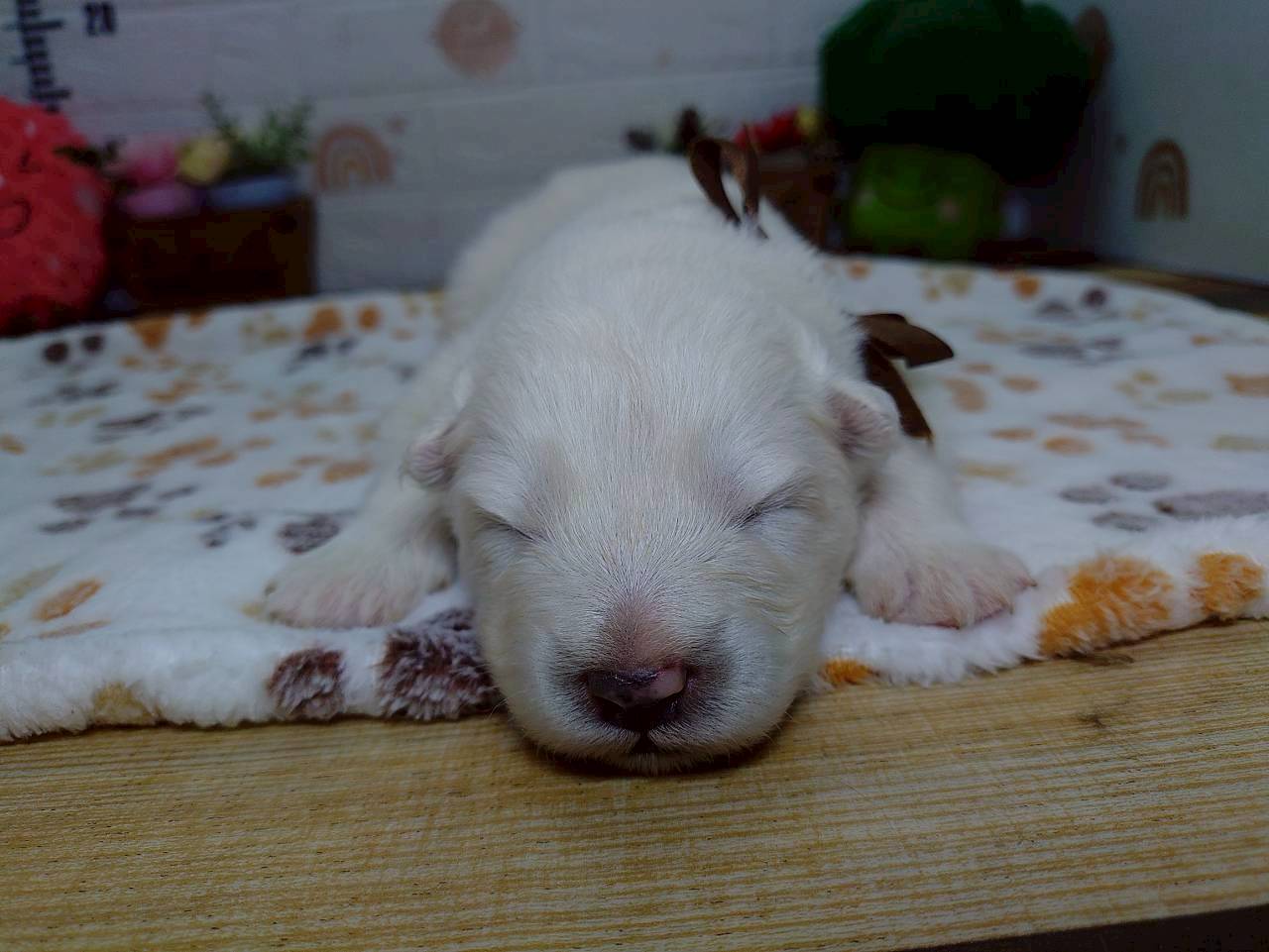 赤ちゃん写真1-1