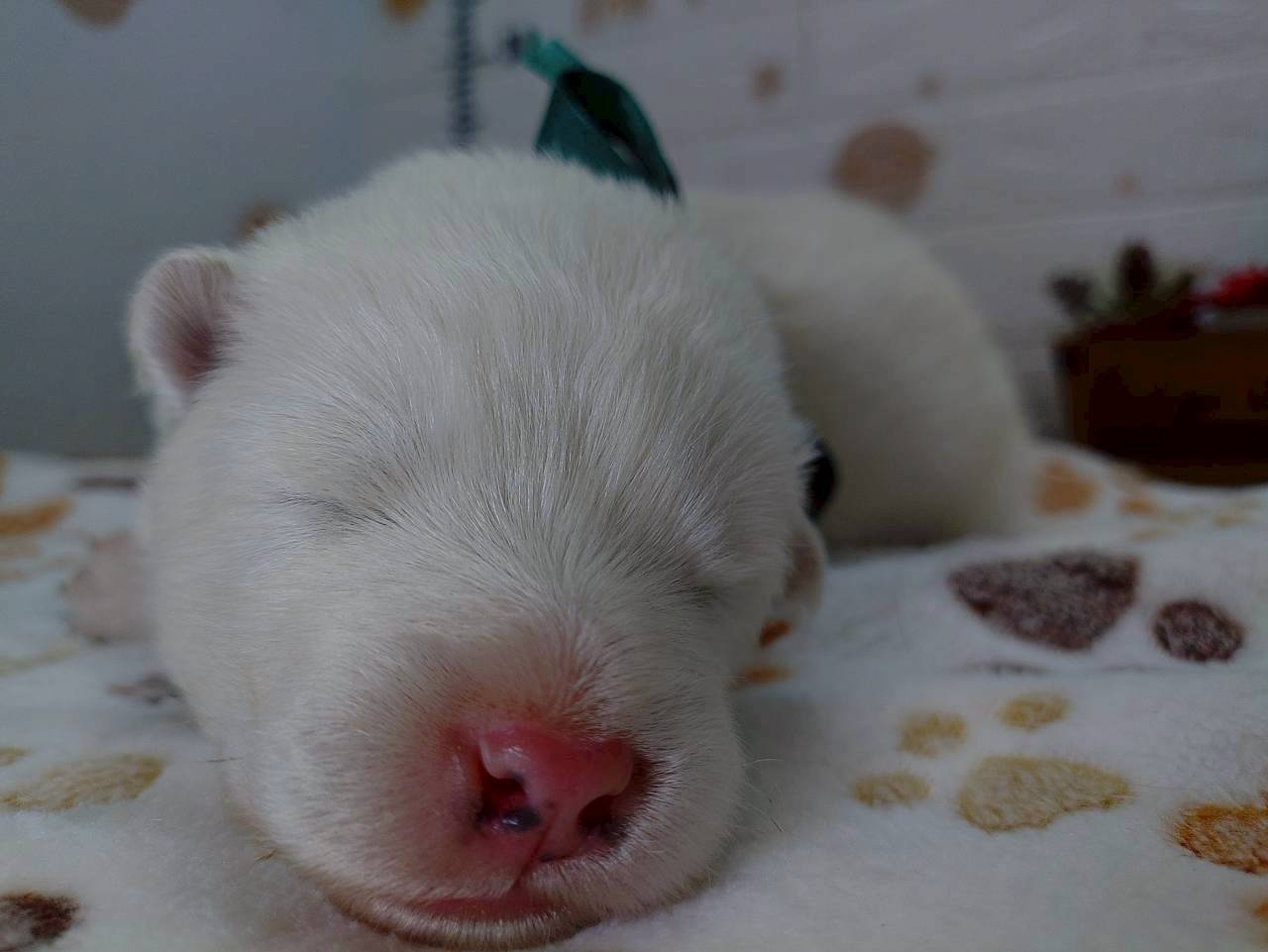 赤ちゃん写真1-1