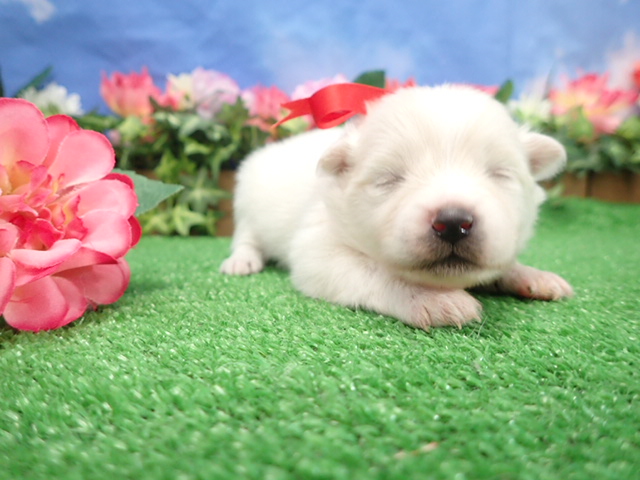 赤ちゃん写真1-1