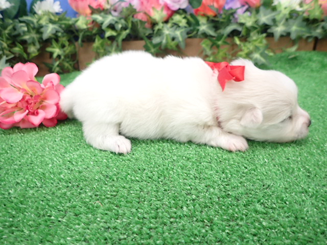 赤ちゃん写真1-2