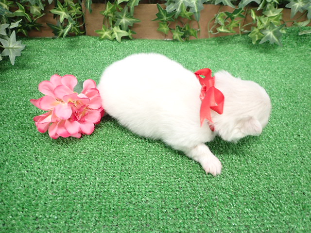 赤ちゃん写真1-3