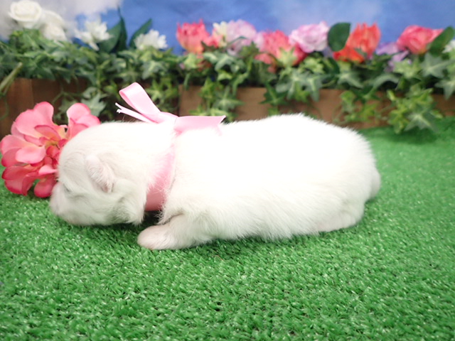 赤ちゃん写真1-2