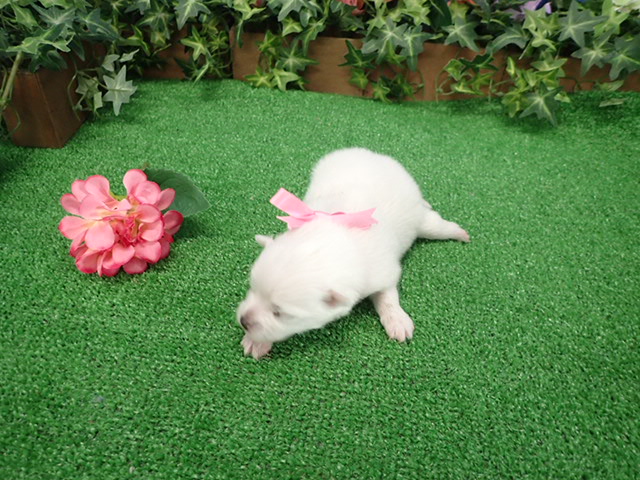 赤ちゃん写真1-3
