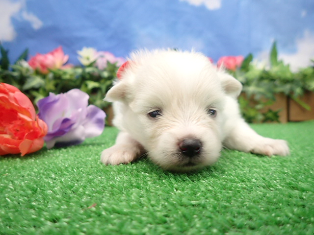 赤ちゃん写真2-1