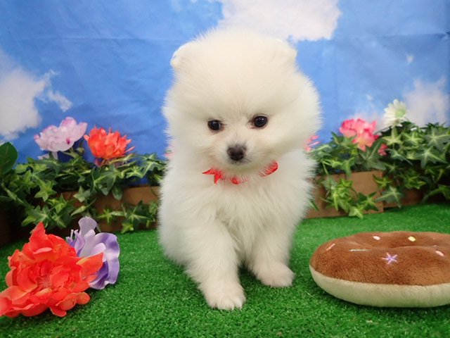 赤ちゃん写真3-1