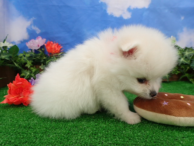 赤ちゃん写真3-2