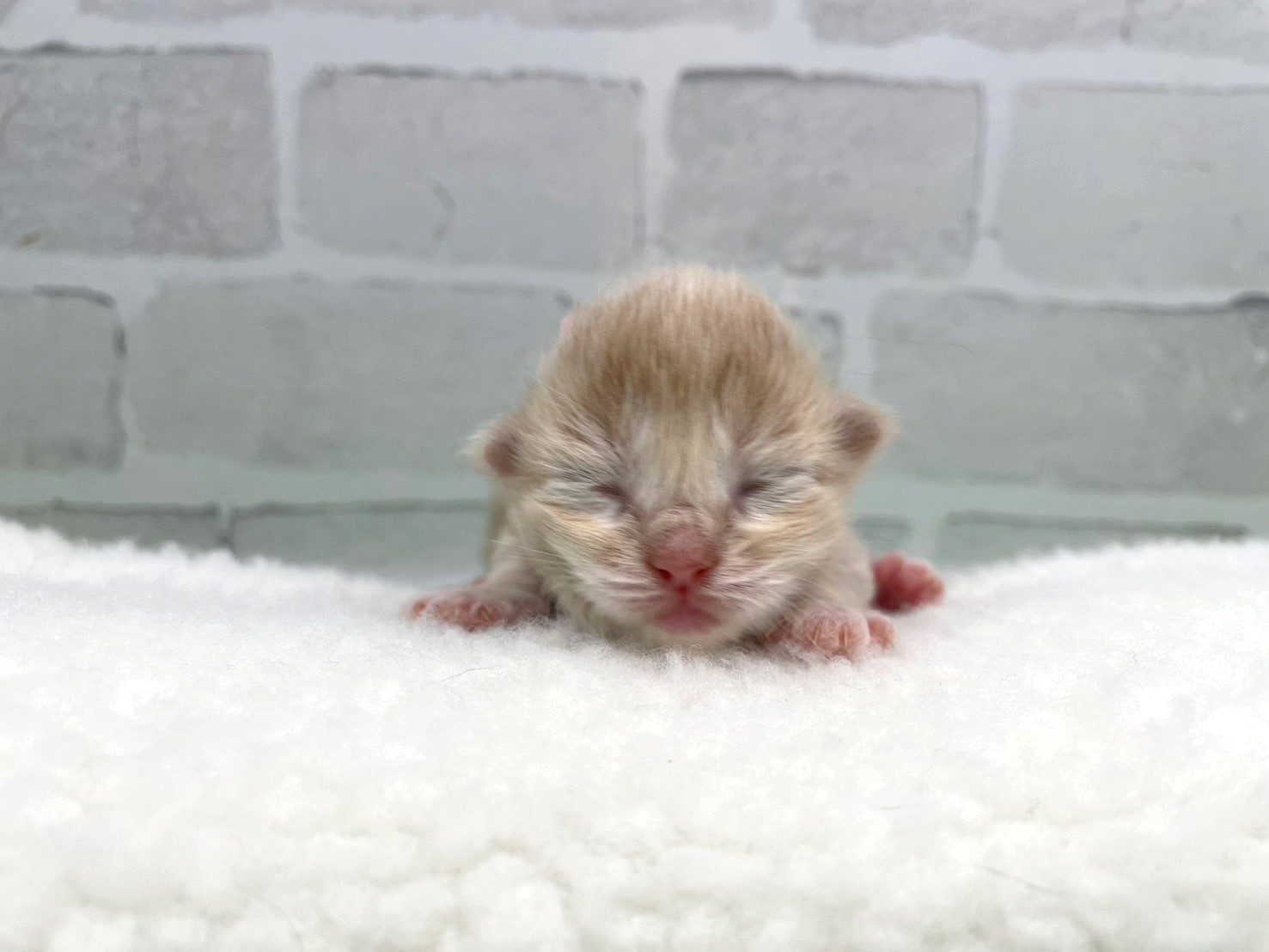 赤ちゃん写真1-1