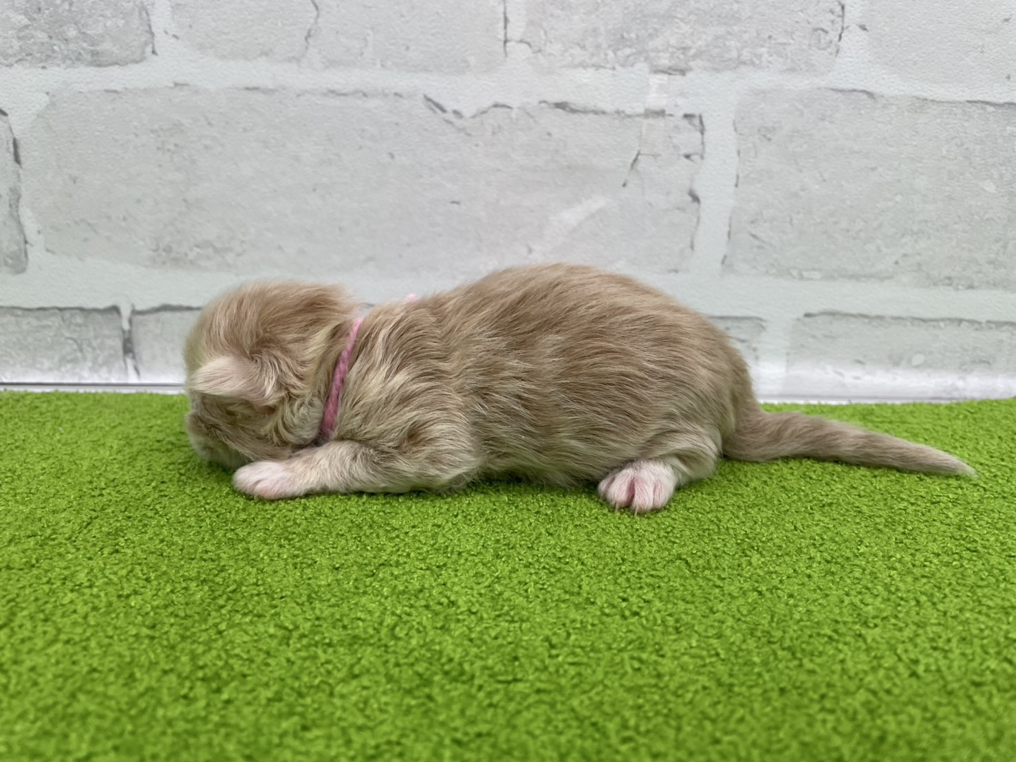 赤ちゃん写真1-2