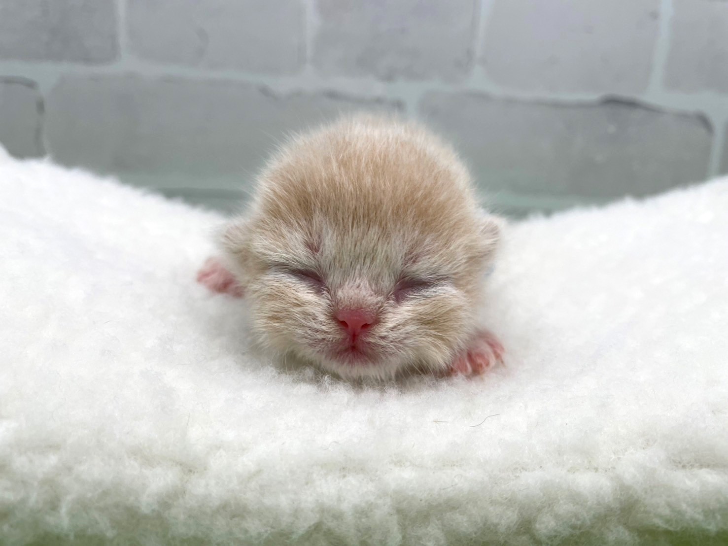 赤ちゃん写真1-1