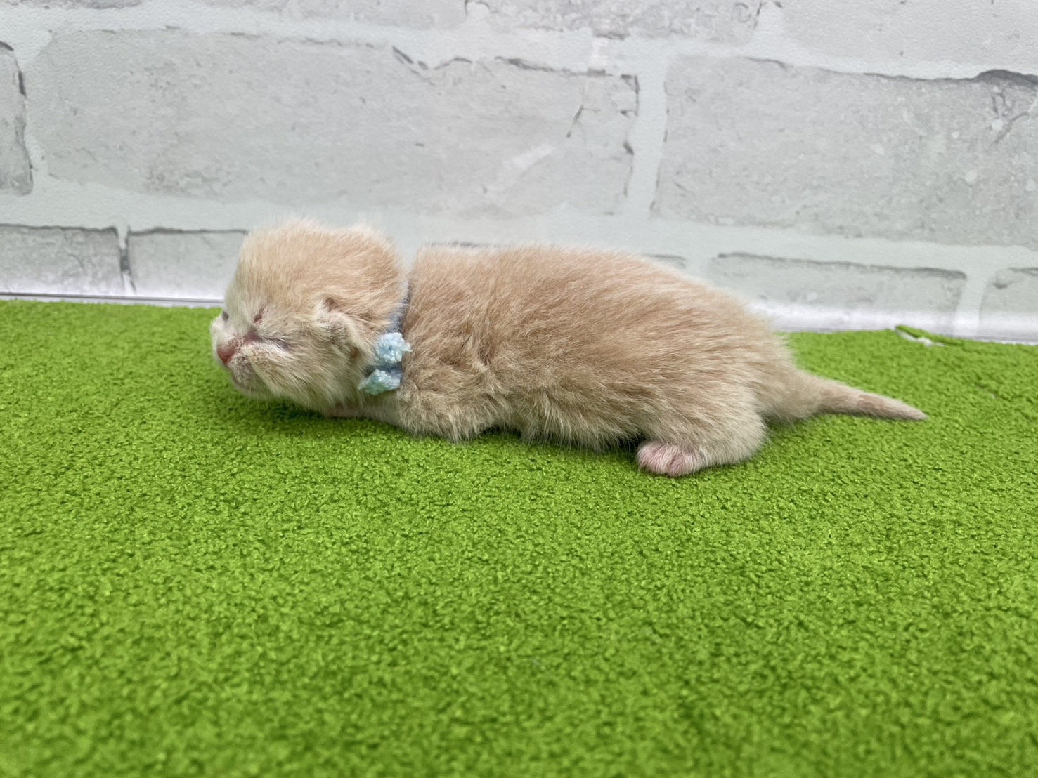 赤ちゃん写真1-2