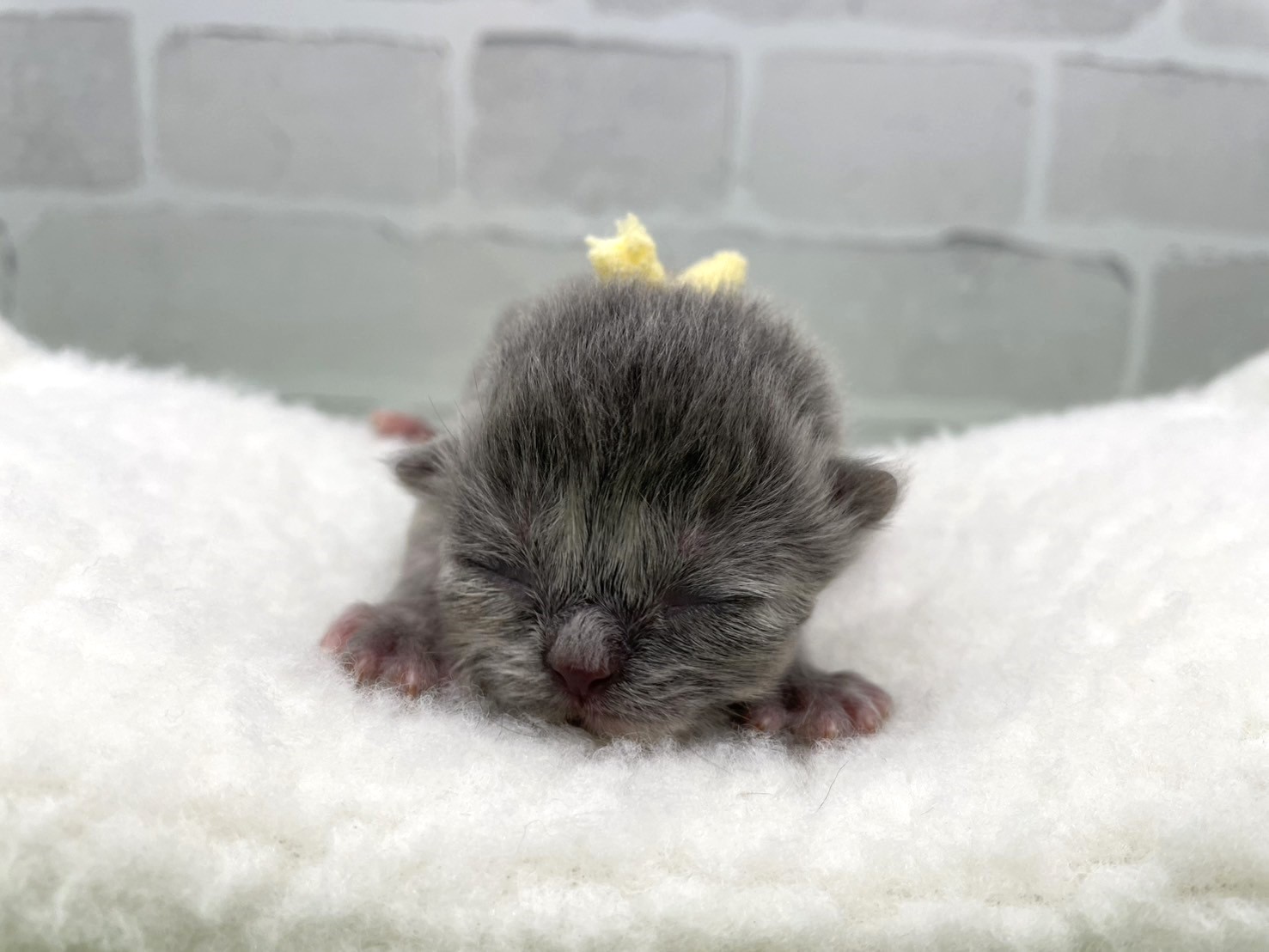 赤ちゃん写真1-1