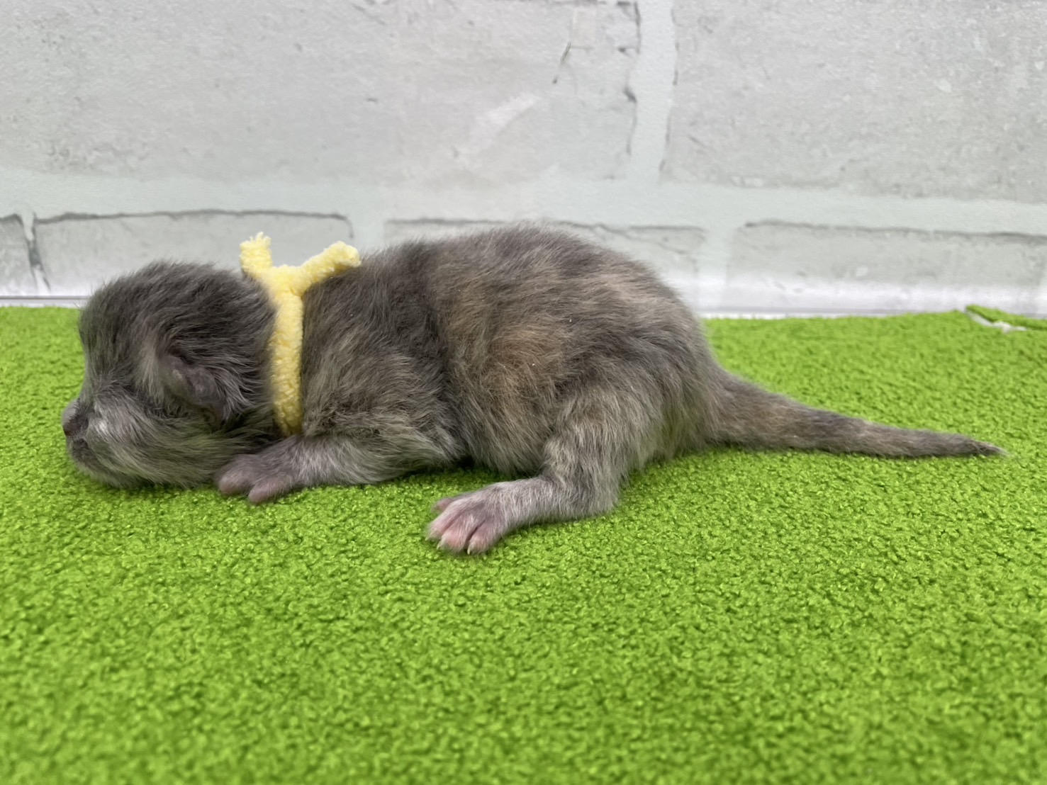 赤ちゃん写真1-2