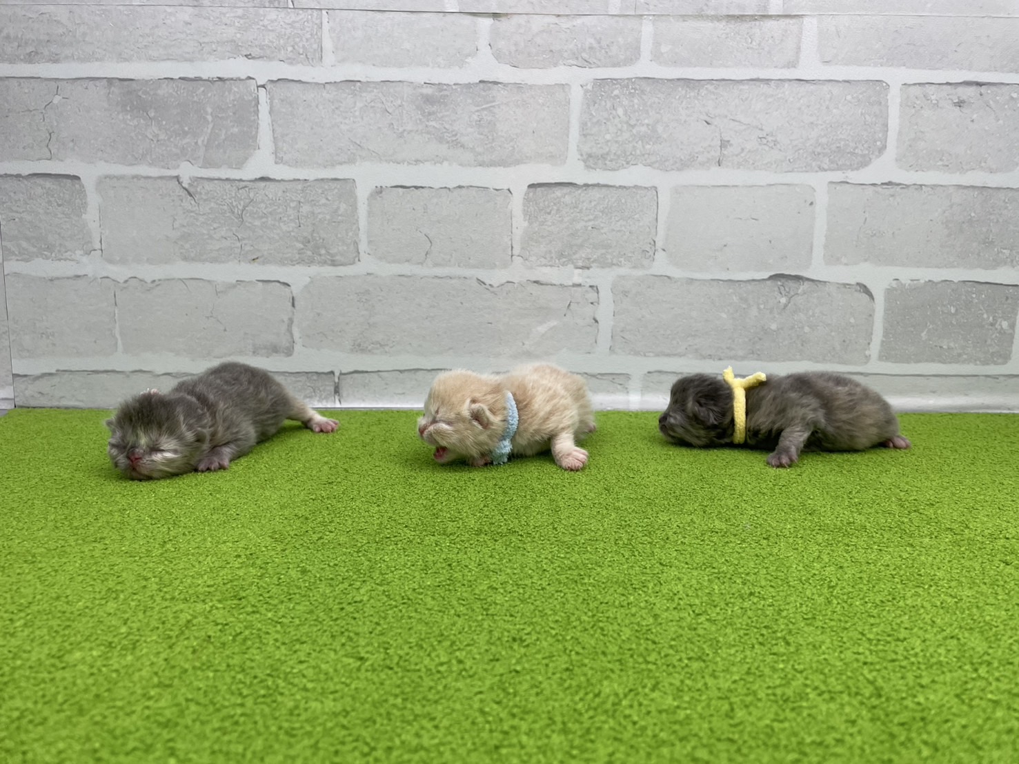 赤ちゃん写真1-3