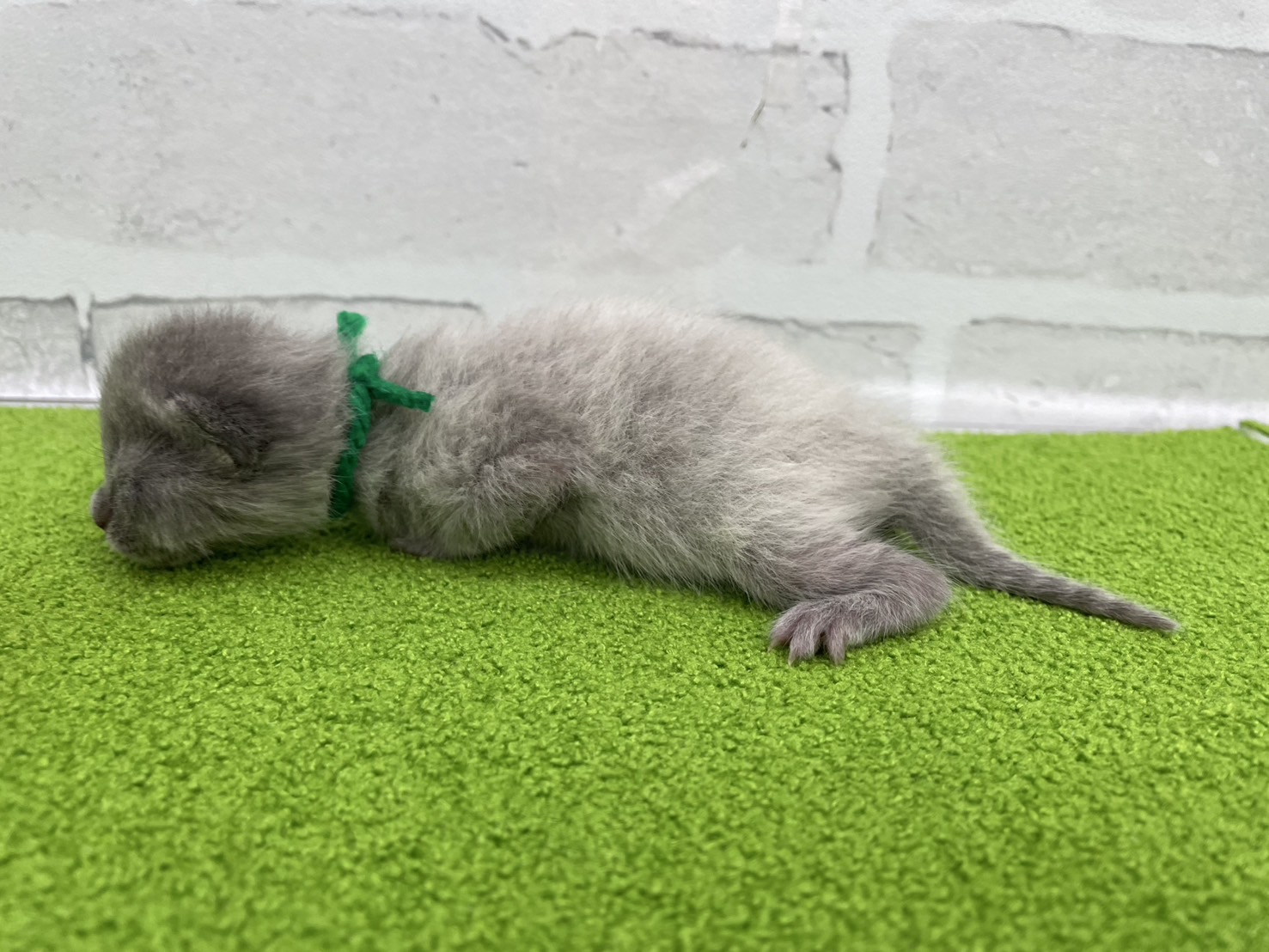 赤ちゃん写真1-2