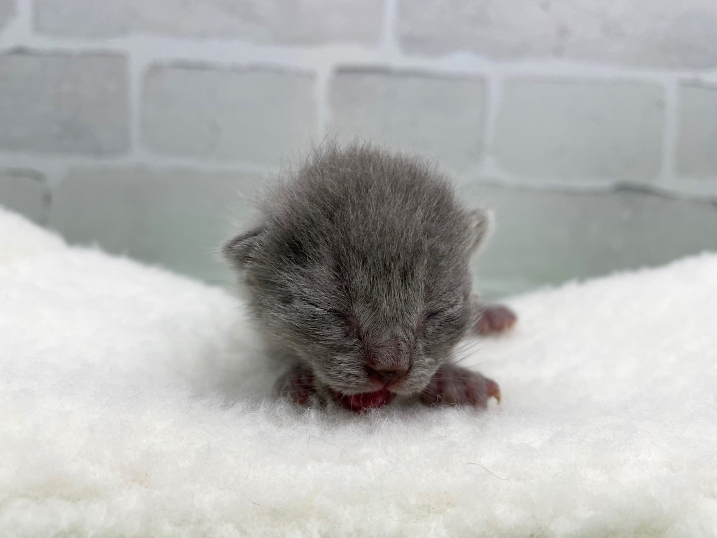 赤ちゃん写真1-1