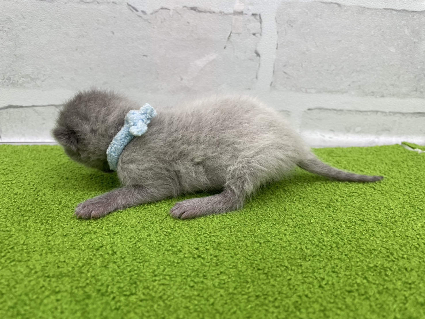 赤ちゃん写真1-2