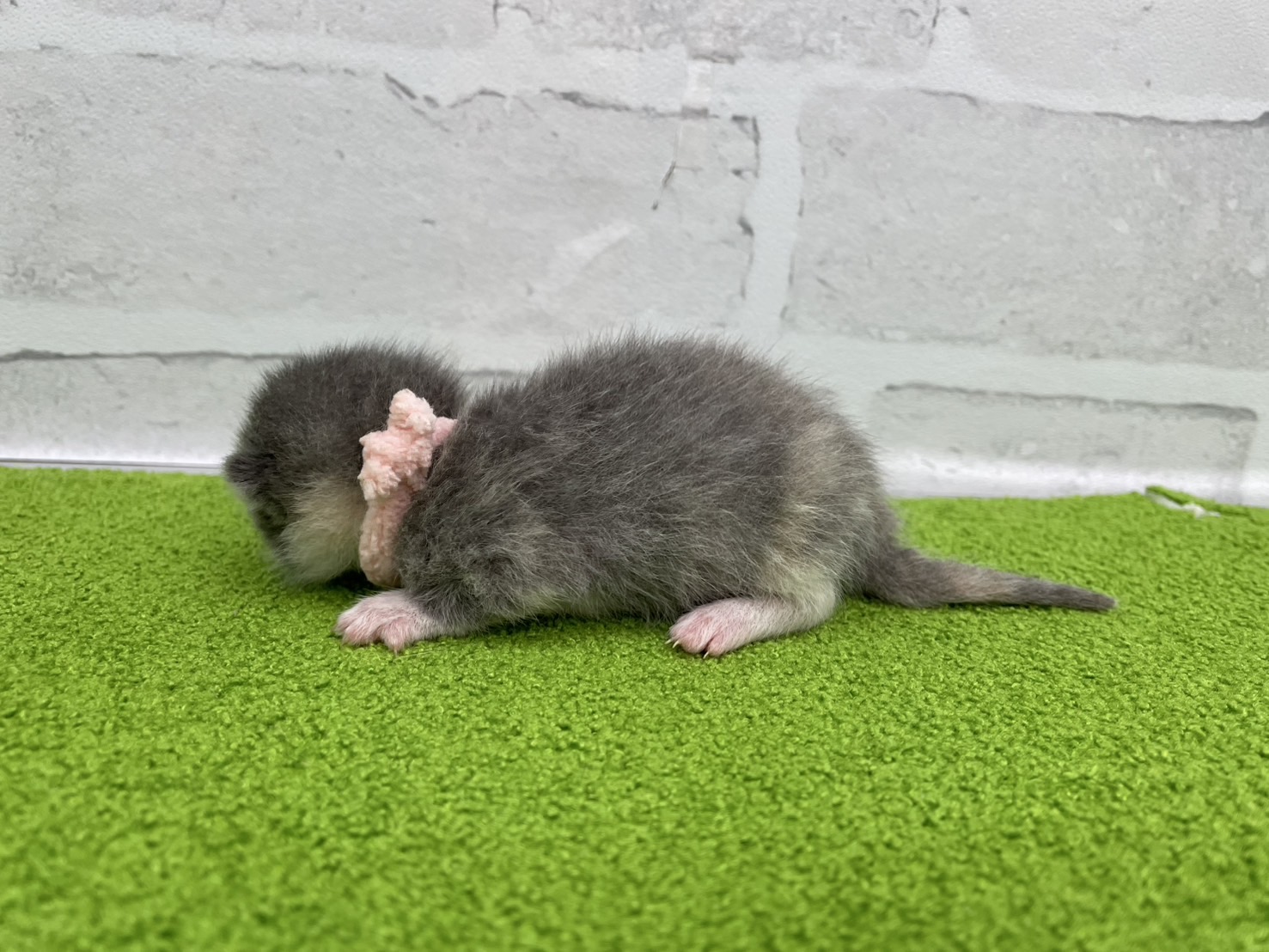 赤ちゃん写真1-2