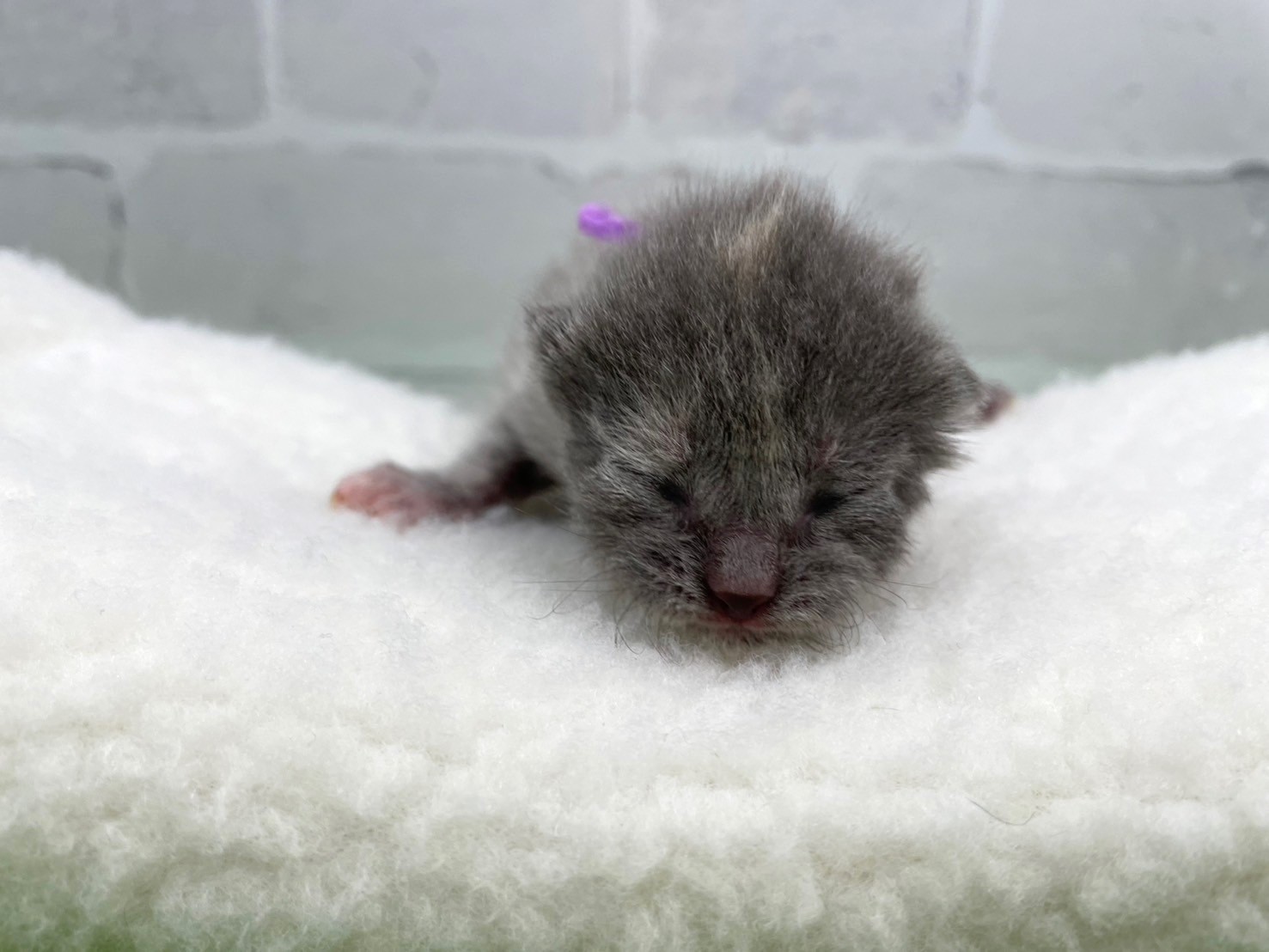 ブリティッシュショートヘアー