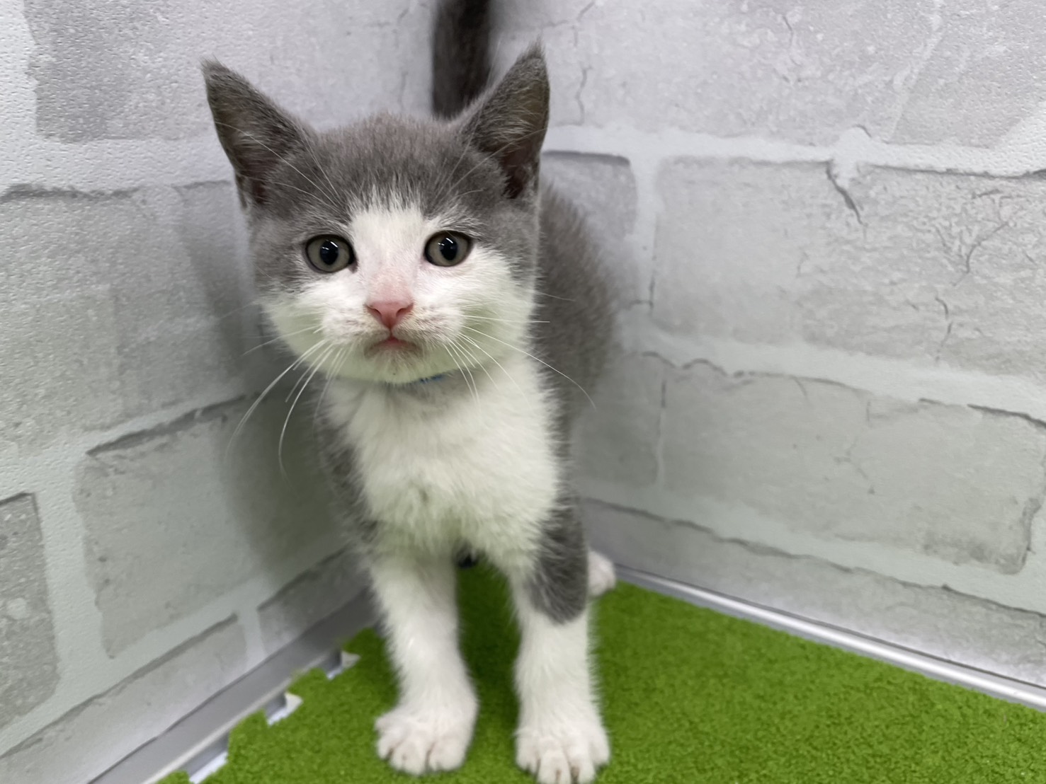 ブリティッシュショートヘアー