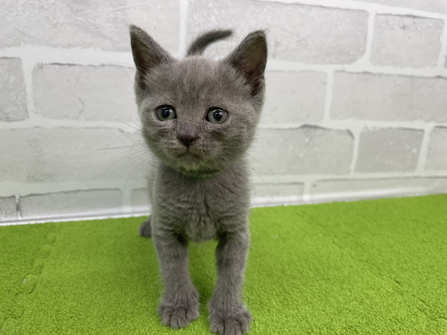 ブリティッシュショートヘアー