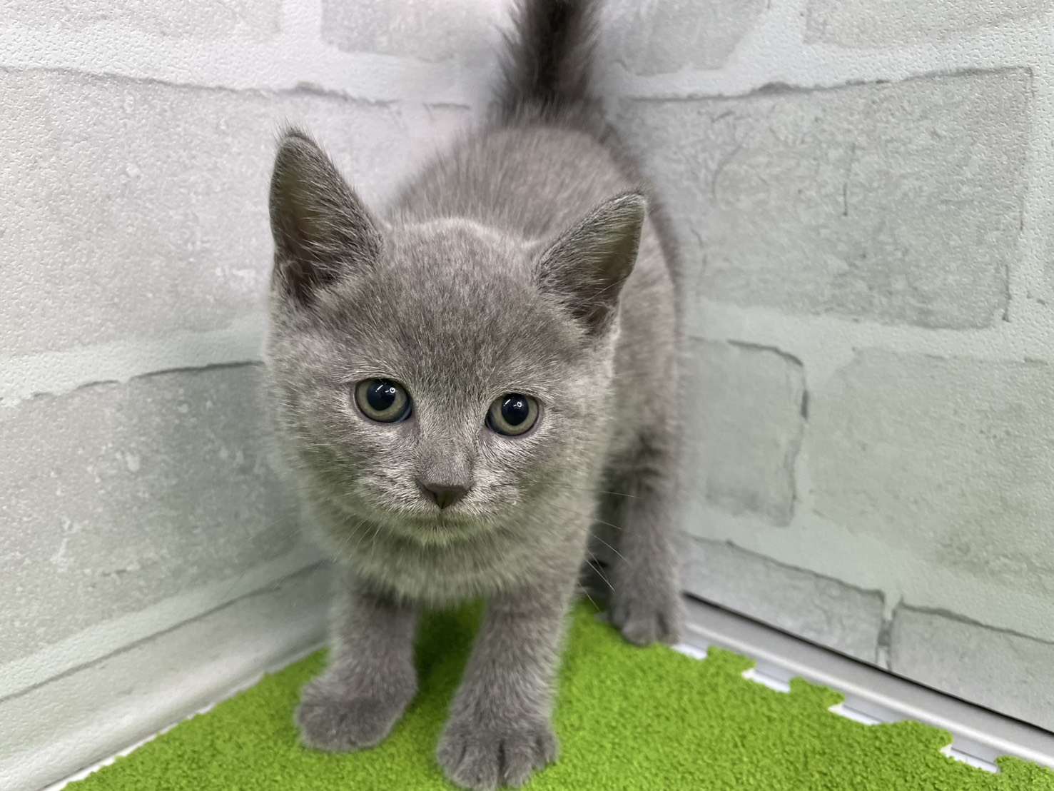 ブリティッシュショートヘアー