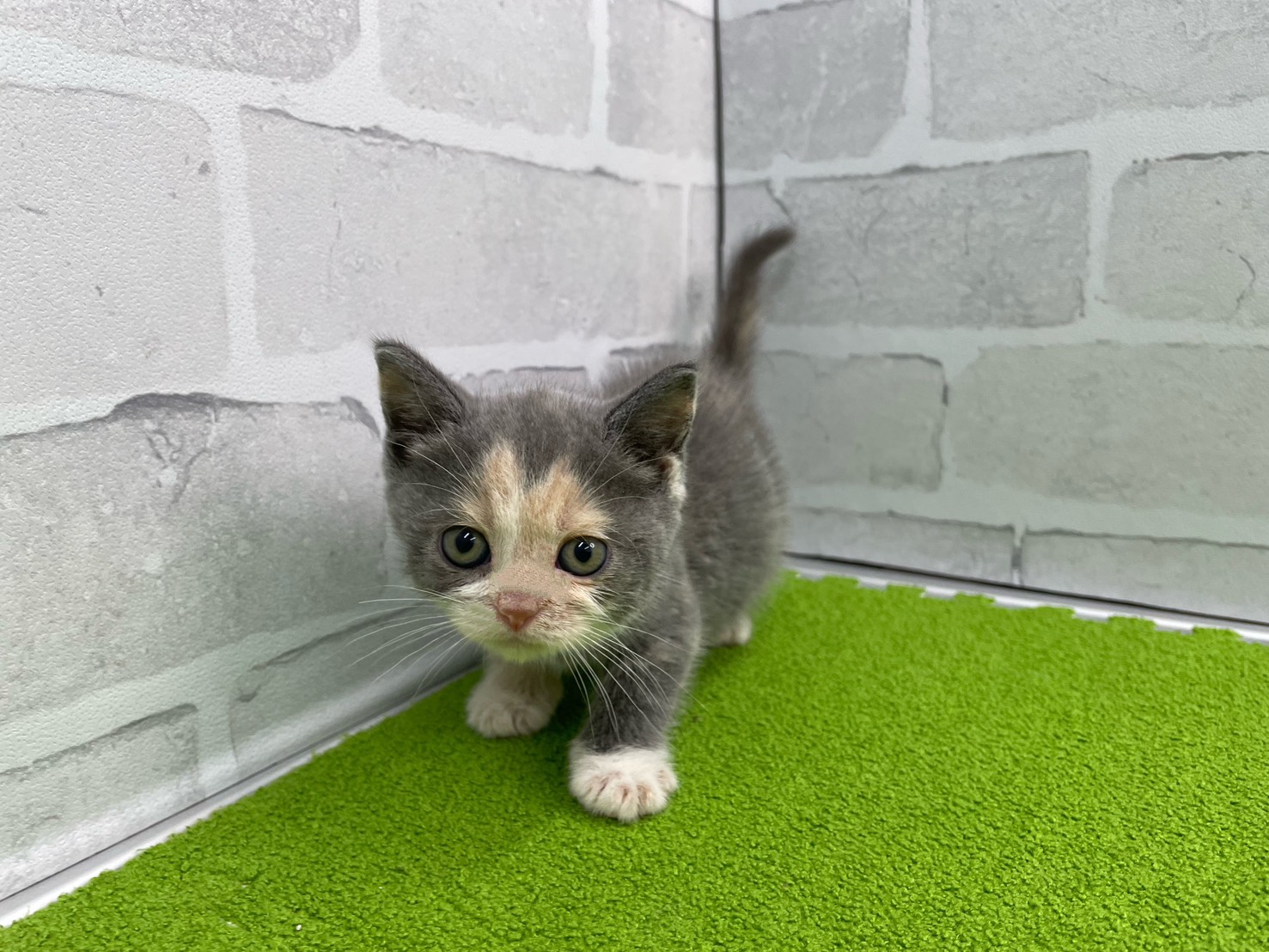 ブリティッシュショートヘアー