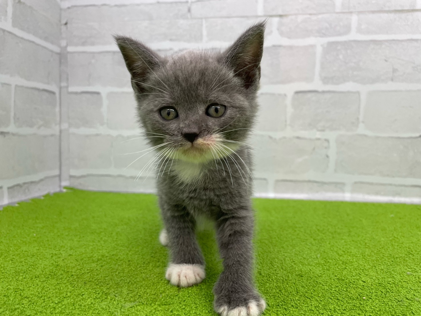 ブリティッシュショートヘアー