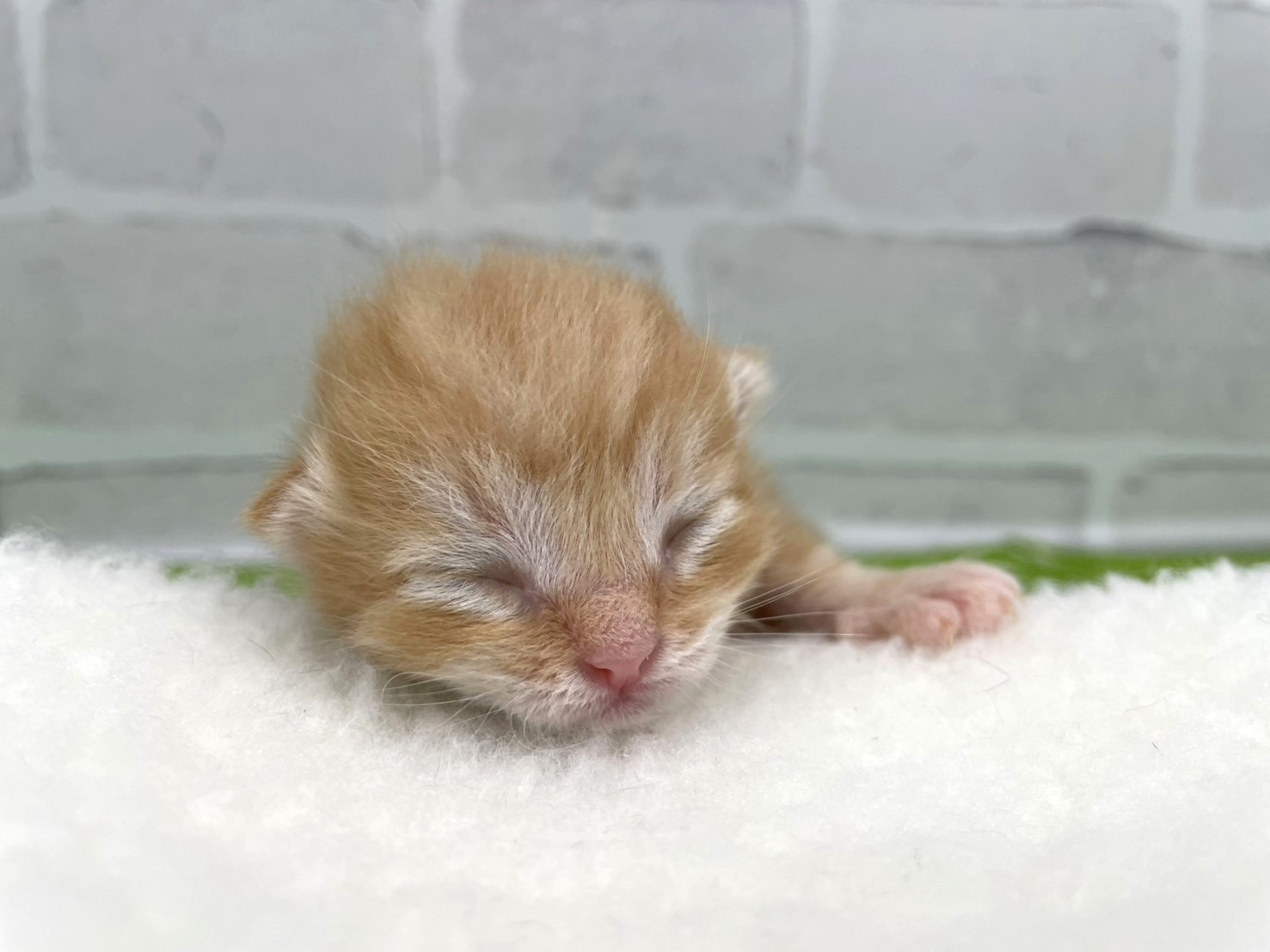 赤ちゃん写真1-1