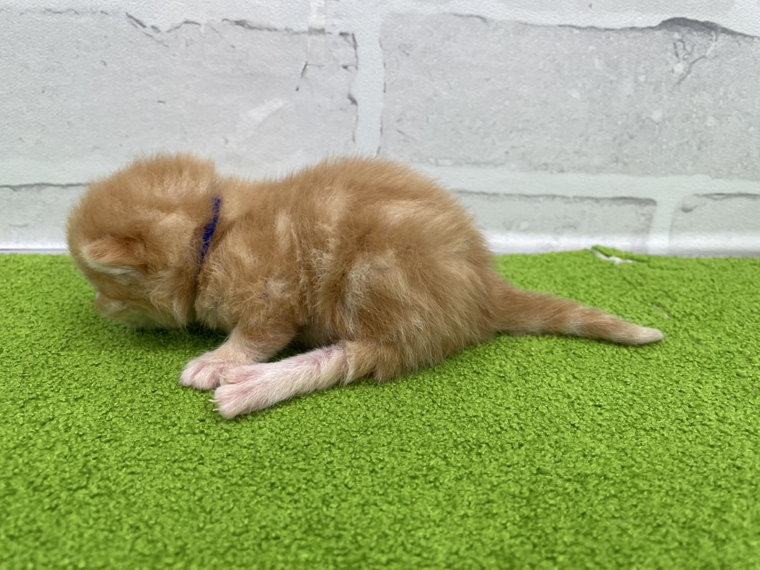 赤ちゃん写真1-2