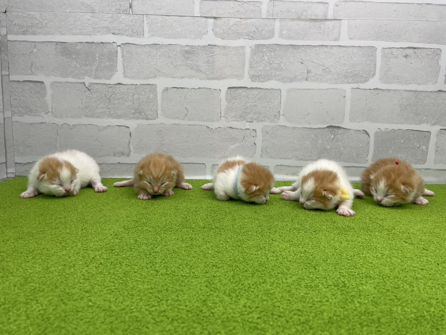 赤ちゃん写真1-3