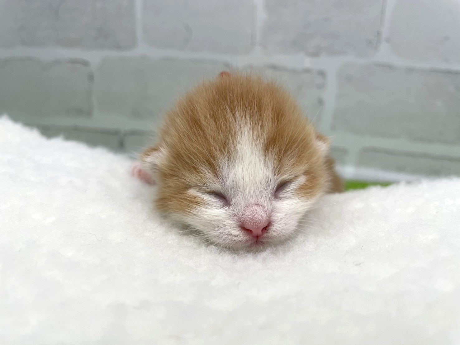 赤ちゃん写真1-1