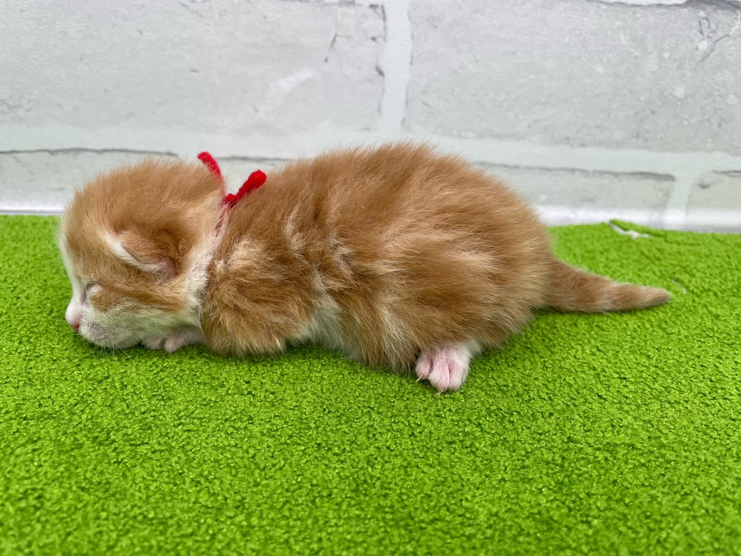 赤ちゃん写真1-2