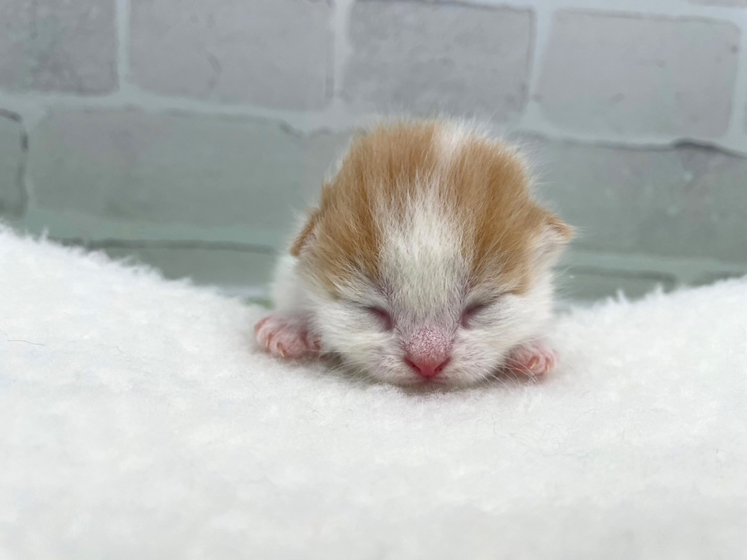 赤ちゃん写真1-1