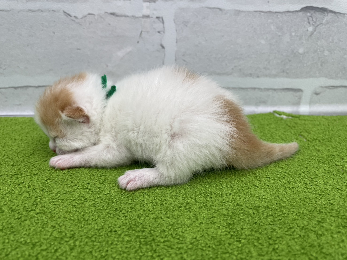 赤ちゃん写真1-2