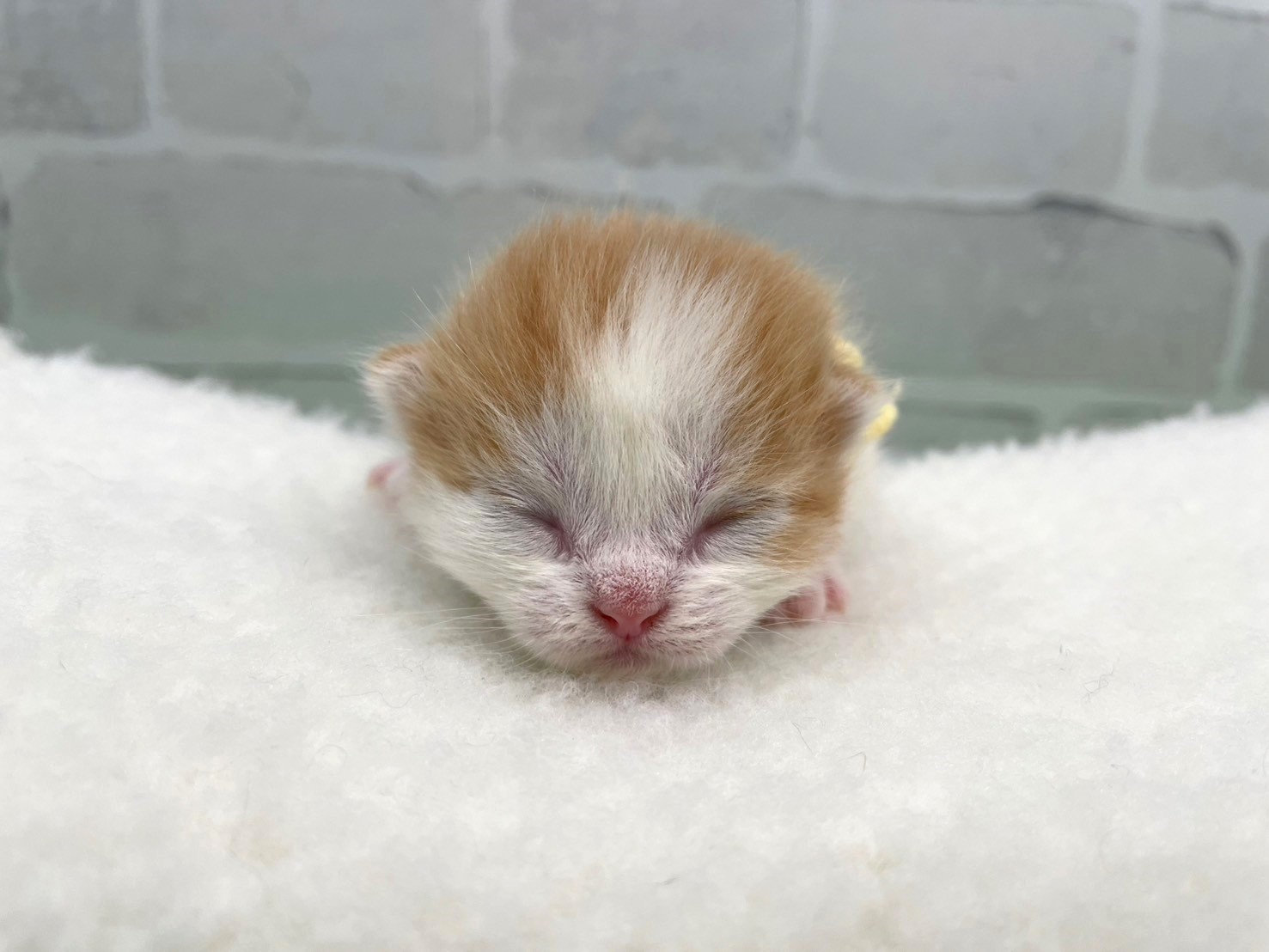 赤ちゃん写真1-1