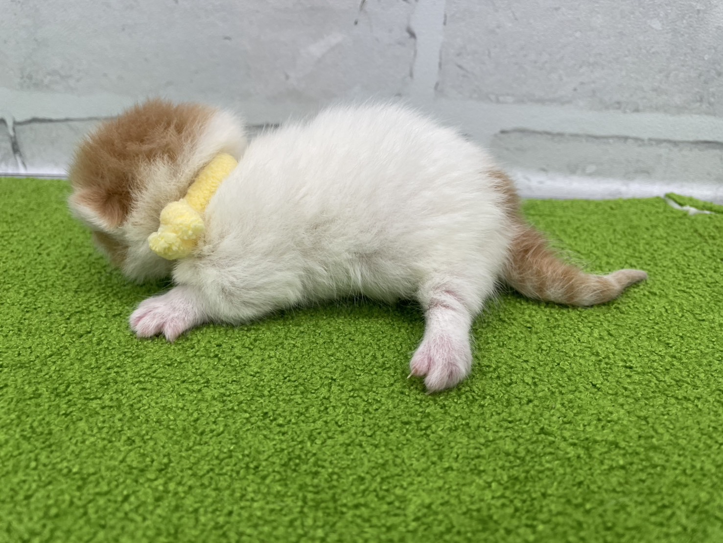 赤ちゃん写真1-2