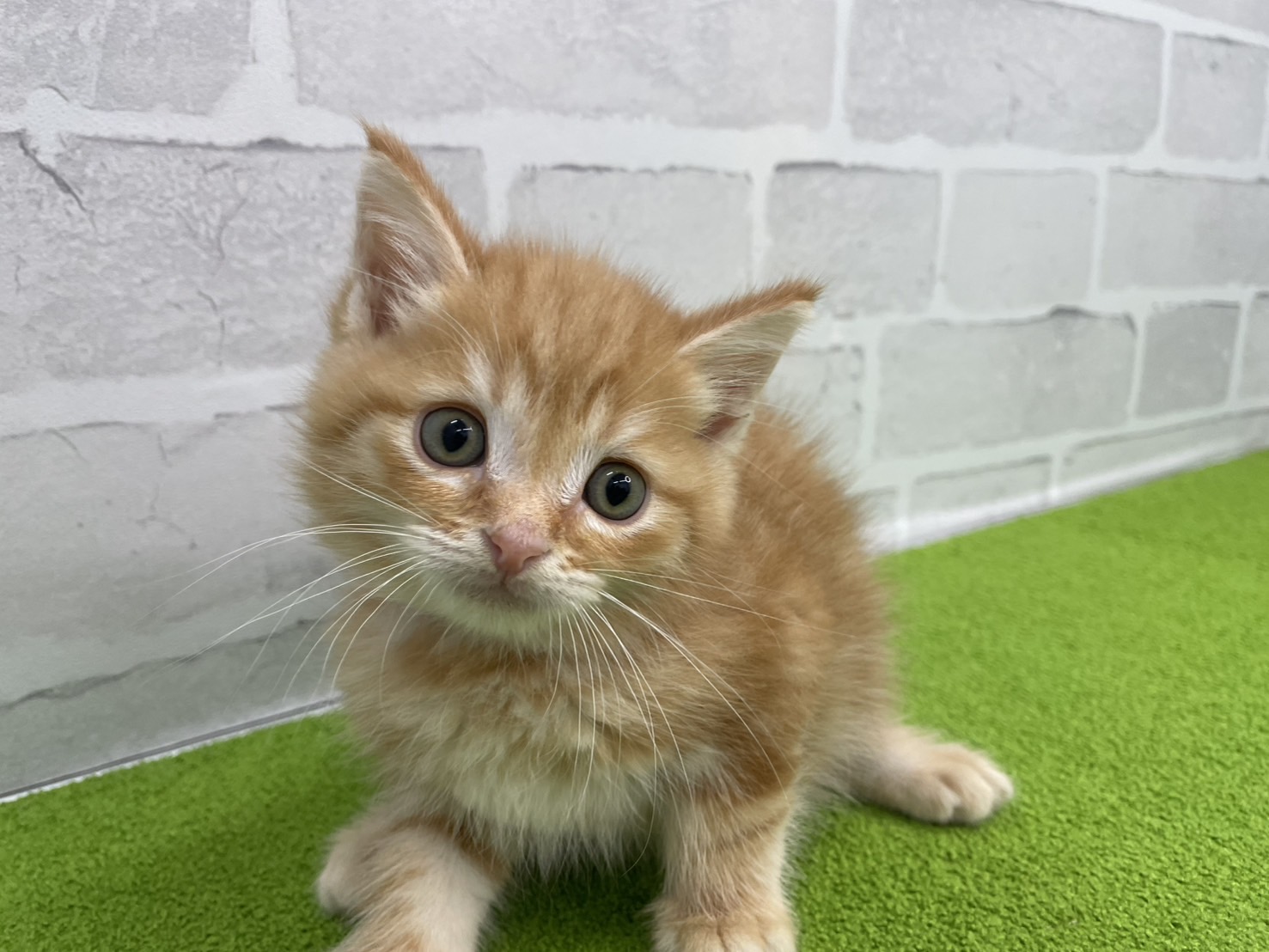 赤ちゃん写真2-1