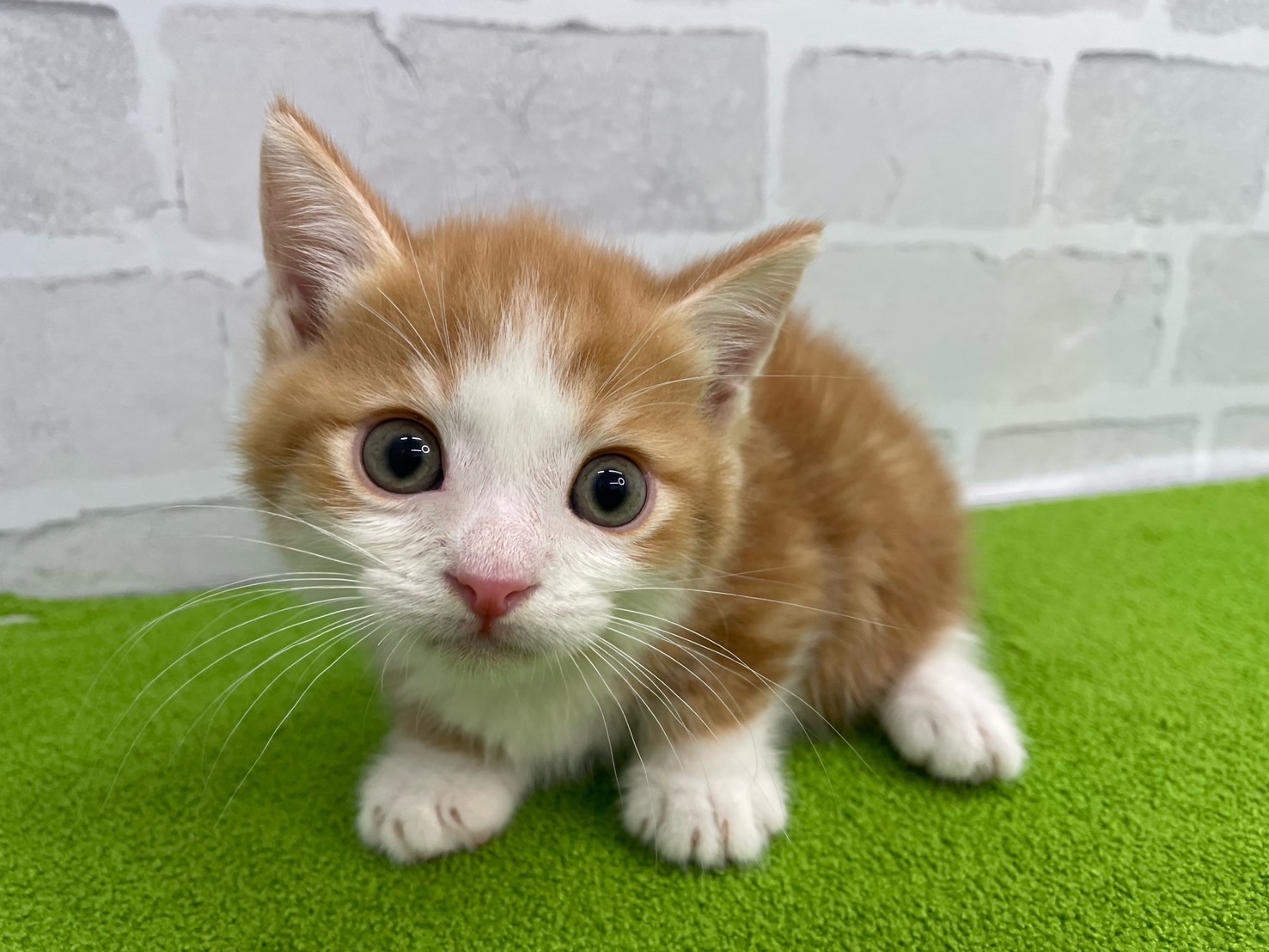 赤ちゃん写真2-1