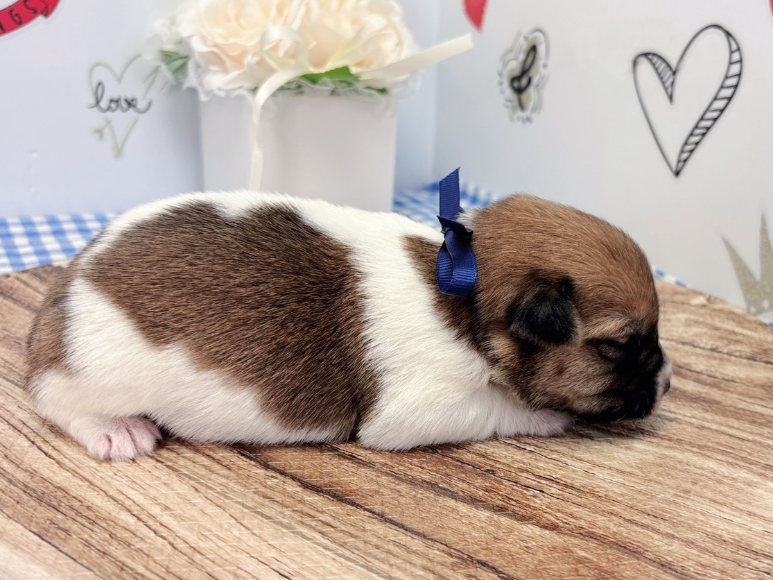 赤ちゃん写真1-2