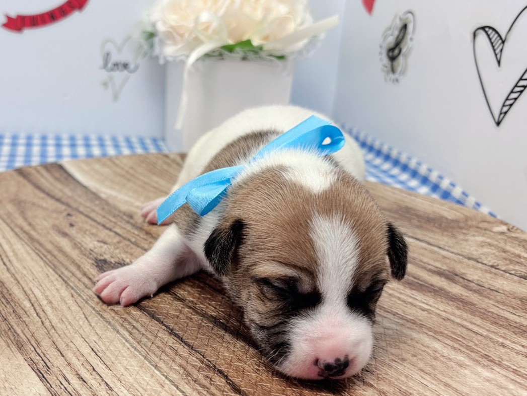 赤ちゃん写真1-1