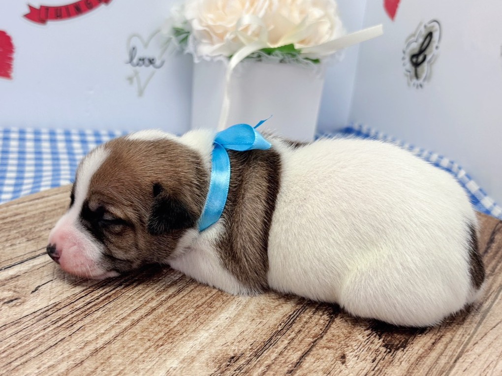 赤ちゃん写真1-2