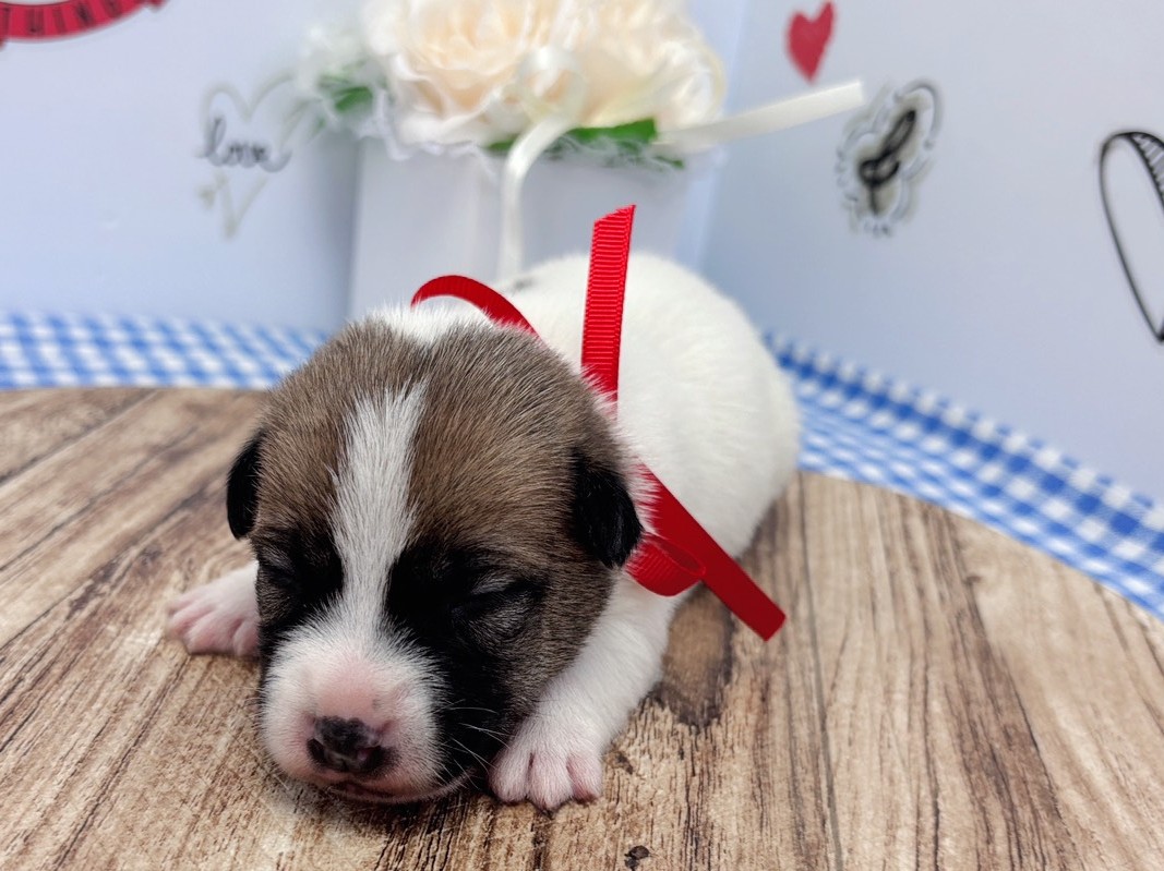 赤ちゃん写真1-1